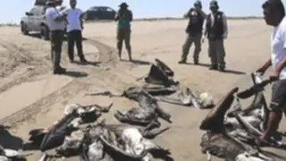 Tumbes: encuentran aves marinas muertas en playa Acapulco