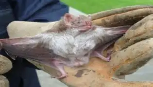 Se agrava salud de menor mordida por murciélagos en el Cusco