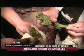 Ofertan animales en extinción entre S/.60 y S/.100 en el Centro de Lima