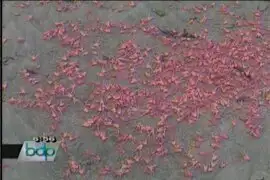 Aparecen miles de langostinos varados en Pucusana