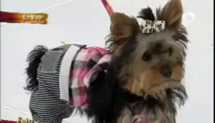 Original desfile de modas para mascotas con Lorena