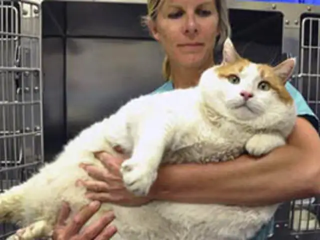 EEUU: murió “Miau”, el gato más gordo del mundo