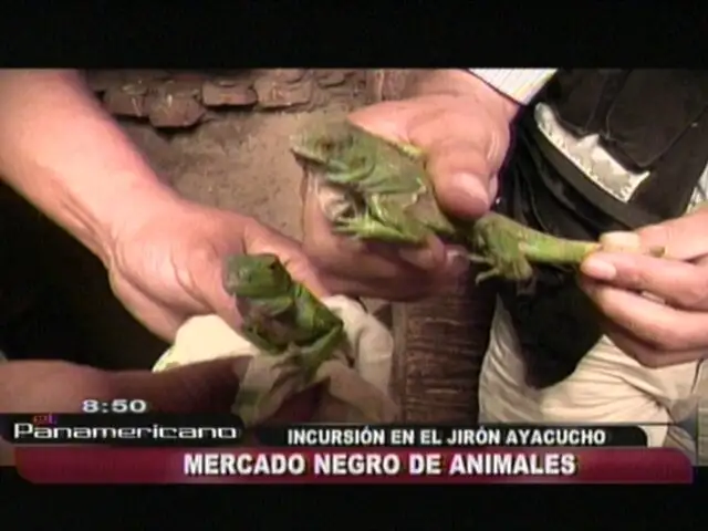 Ofertan animales en extinción entre S/.60 y S/.100 en el Centro de Lima