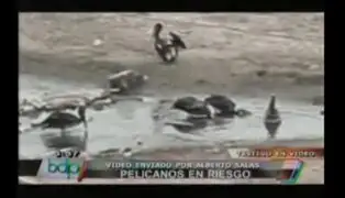 Video Denuncia: Pelícanos habitan en condiciones deplorables en Chorrillos