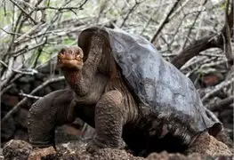 Murió “Solitario George”, la ultima tortuga gigante de las Islas Galápagos
