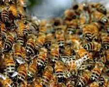 Piura: abejas atacan a pobladores y dejan más de 50 personas heridas