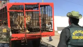 Autoridades de Huancayo intervienen circo y decomisan tres leones