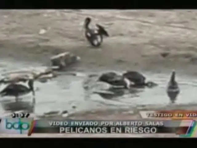 Video Denuncia: Pelícanos habitan en condiciones deplorables en Chorrillos