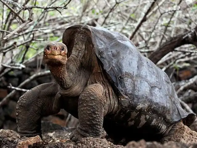 Murió “Solitario George”, la ultima tortuga gigante de las Islas Galápagos