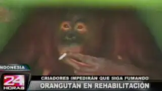 Indonesia: orangutana ingresa a rehabilitación por problemas con el cigarro