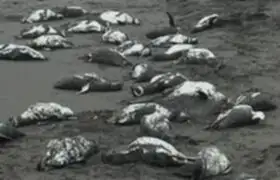 Aparecen más de 500 pingüinos muertos en Brasil