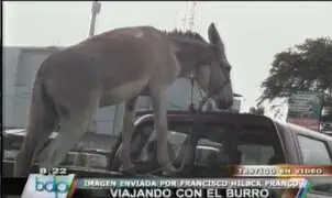 Foto denuncia: Conductor traslada burro en la tolva de su camioneta