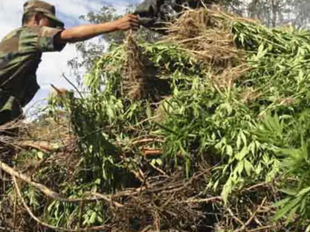 Destruyen 34 mil plantones de marihuana en Tingo María