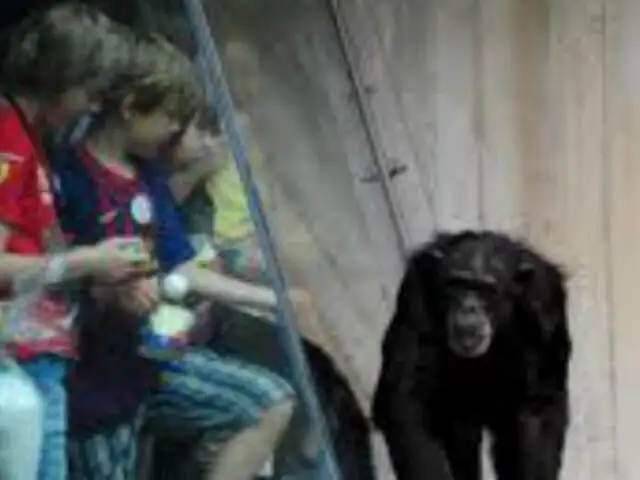 Chimpancés fugan de jaulas y atacan a niña en zoológico de Alemania