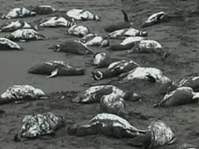 Aparecen más de 500 pingüinos muertos en Brasil