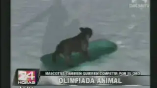 Mascotas también quieren competir por el oro en una ‘olimpiada animal’
