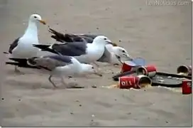 Gaviotas provocan caos en playa tras ser alimentados con laxantes