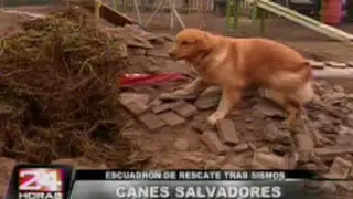 Entrenan perros rescatistas ante eventuales desastres naturales