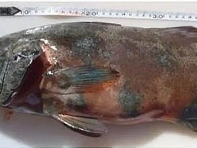 Australia: científicos descubren los primeros peces con cáncer de piel
