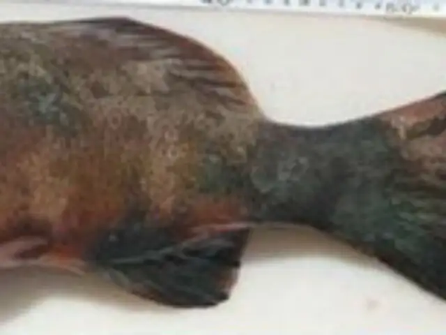 Australia: científicos encuentran peces con cáncer por radiación solar