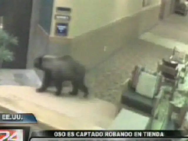 VIDEO: oso ladrón es captado llevándose golosinas de una tienda