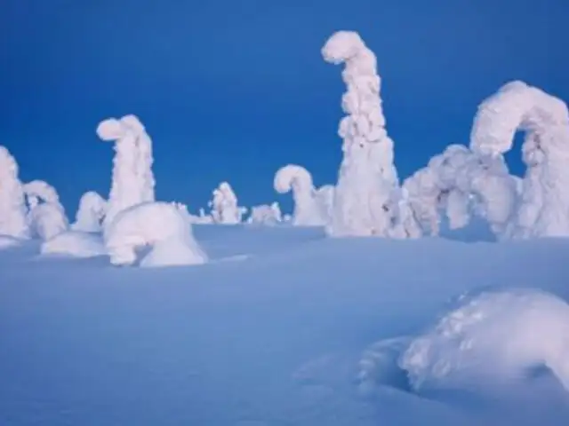 FOTOS: ¡Impresionante! Árboles aplastados por la nieve crean mundo fantasmal