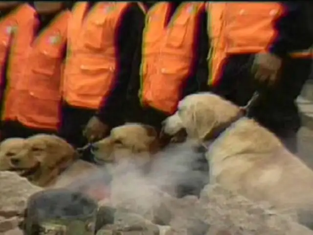 Brigada canina lista para actuar ante emergencia de sismo