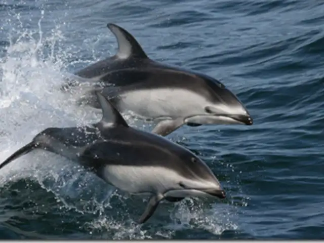 VIDEO: La magia de nadar con los delfines
