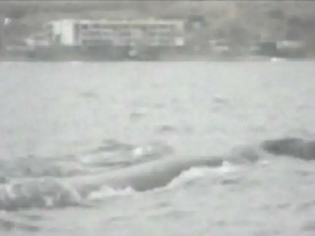 VIDEO: ballenas que pasean en mar de Lima causan sensación