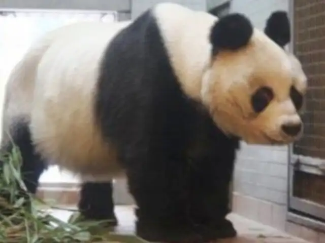 Falleció Bao Bao, el último oso panda de Berlín