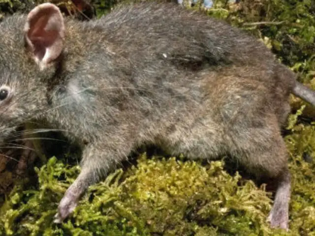 Indonesia: científicos descubren nueva especie de rata sin dientes