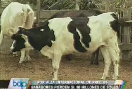 Ganaderos lecheros perdieron S/. 90 millones por alza de los precios de granos