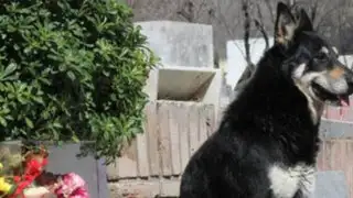 Argentina: perro fiel cuida la tumba de su amo desde hace seis años