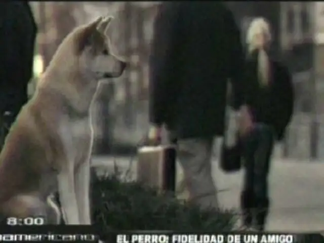 Juzgado condena a mujer por envenenar a un perro en Loreto