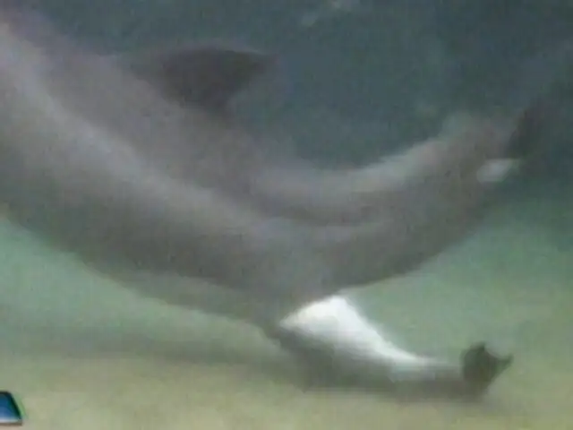 Hawai: Nacimiento de delfín maravilló a asistentes de parque acuático