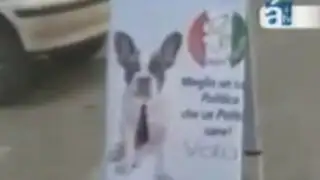 Increíble: en Italia un perro es candidato a la alcaldía de la ciudad de Agrigento