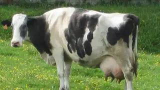 En DPJ: vacas pueden mandar mensajes de texto cuando quieran un toro