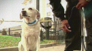 El capitán Julio: perro callejero se convirtió en parte de la Policía