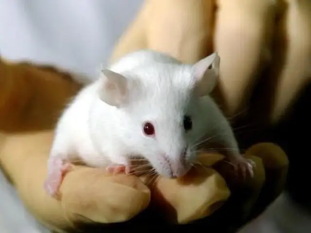 EE.UU: estudio revela que los ratones tienen capacidad para cantar