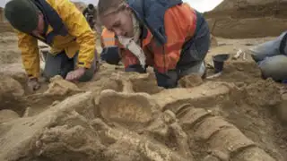 Investigadores galos encuentran el esqueleto casi completo de un mamut