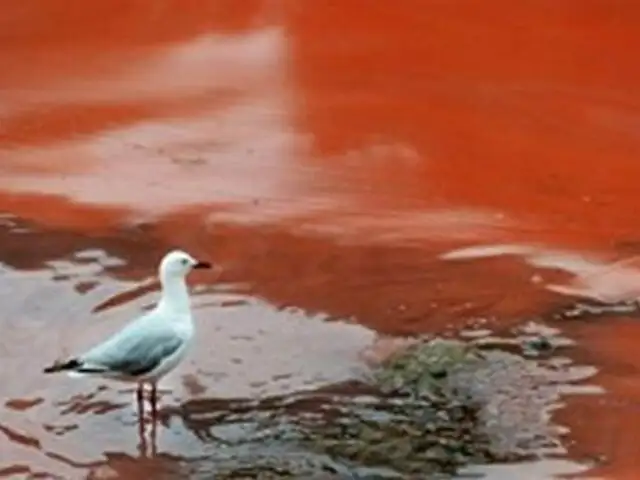 Extraño fenómeno natural tiñe de rojo intenso playas australianas