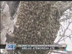 Panal de abejas asesinas alarmó a vecinos de Ate