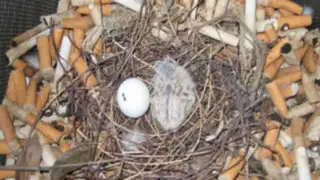 ¿Por qué algunas aves usan colillas de cigarro para hacer sus nidos?