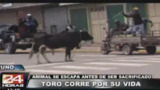 Puno: escapó un toro justo antes de ser sacrificado