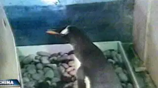 Graban instante en que un pingüino macho devora a su cría