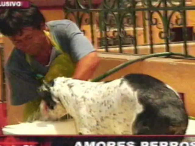 Amores perros: la curiosa historia del bañador de canes Luis Cheve