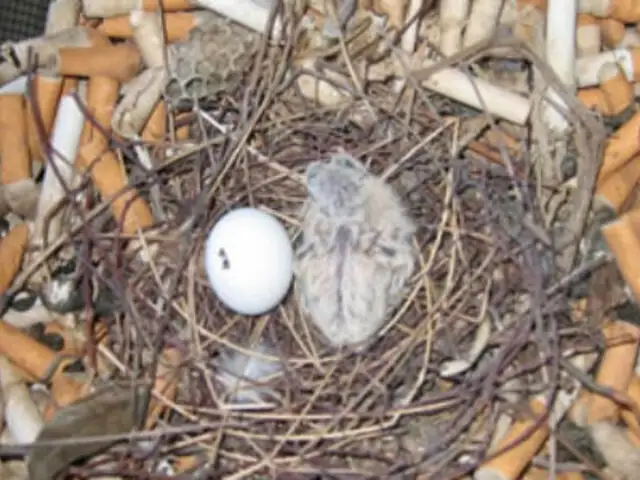 ¿Por qué algunas aves usan colillas de cigarro para hacer sus nidos?