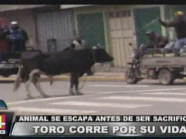 Puno: escapó un toro justo antes de ser sacrificado