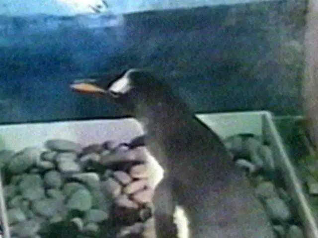 Graban instante en que un pingüino macho devora a su cría