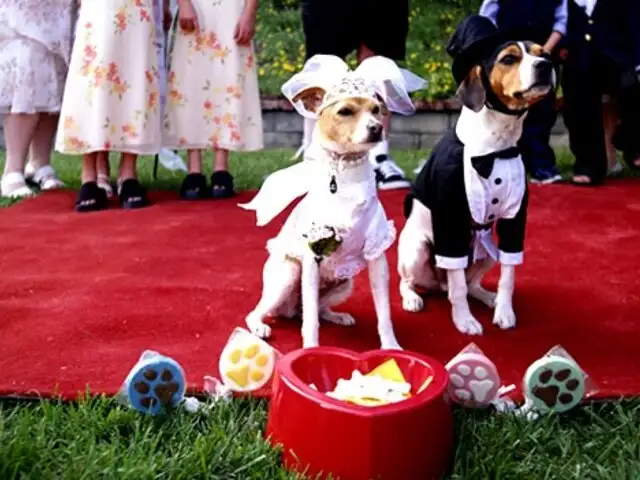 ¡Video! En Lima ya se realizan los los matrimonios caninos.